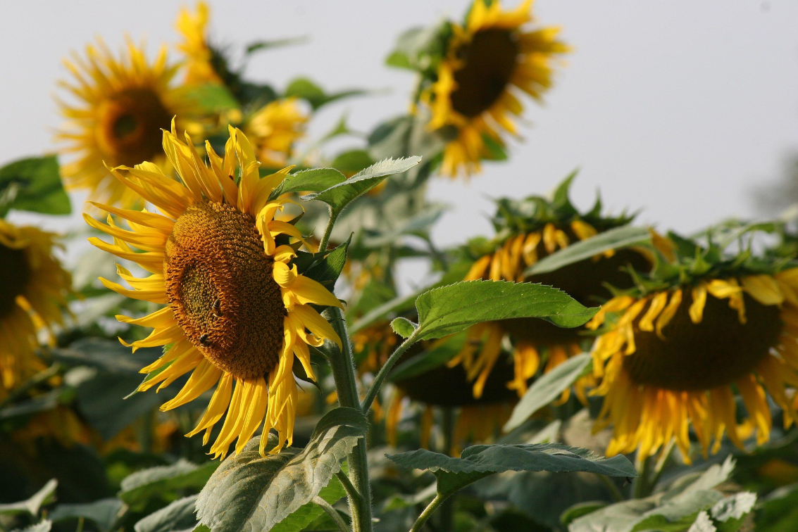 Sunflowers: Wonder of science and beautiful